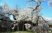 2012_4_20_780.jpg