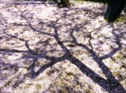 2012_4_15_960.jpg