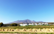 2014_10_292_960.jpg