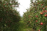 about_apple.gif