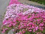 sanpo26.gif